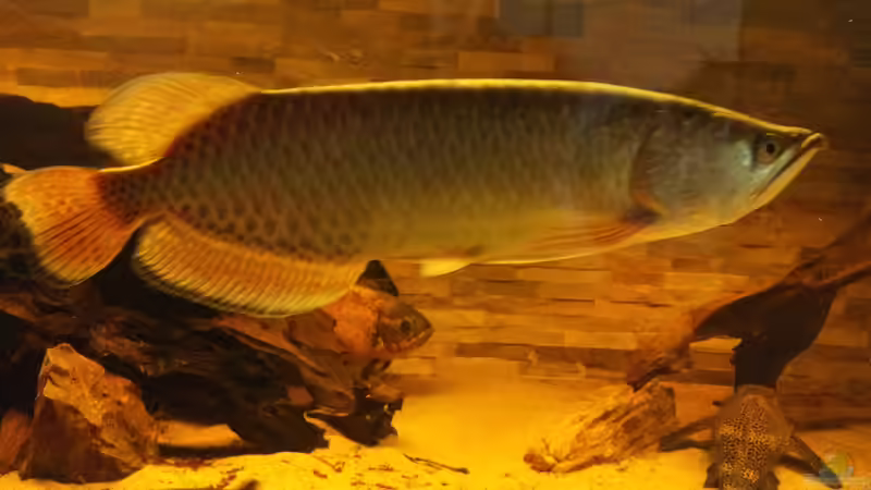 Jardini Aro von Kenno (29)