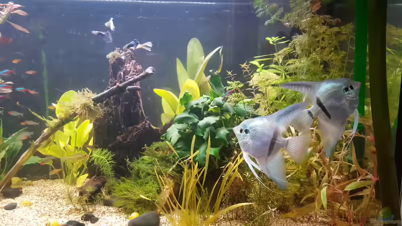 Jati Wurzel  von Mel (27)