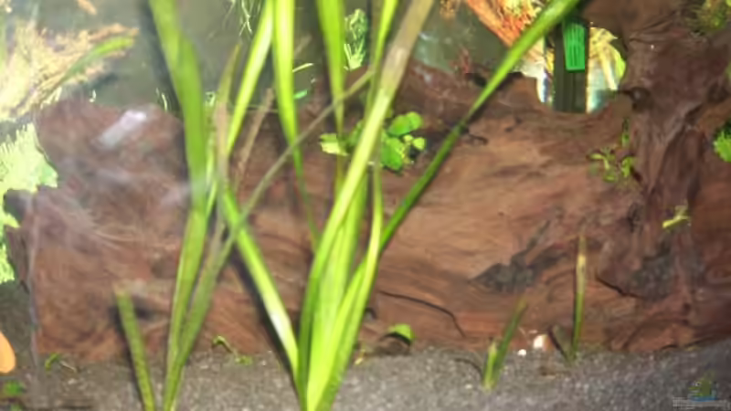 Jati Wurzel von Samson (6)