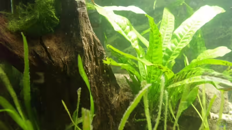 Jatiswurzel mit angebundenen Javafarn und Javamoos von Thomas Rengier (10)