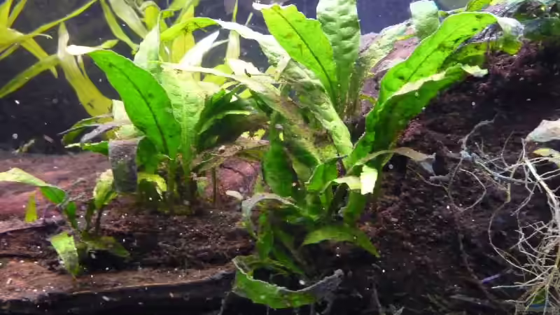 Java- Farns von Michi 82 (12)