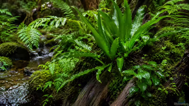 Java: Herkunft von Tieren und Pflanzen für Aquarium und Terrarium