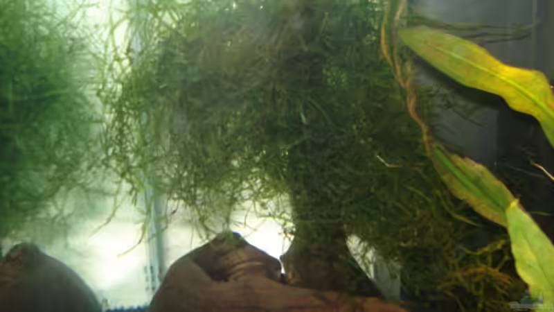 Java ( Taxiphyllum barbieri ) von Lukas Szewczyk (5)