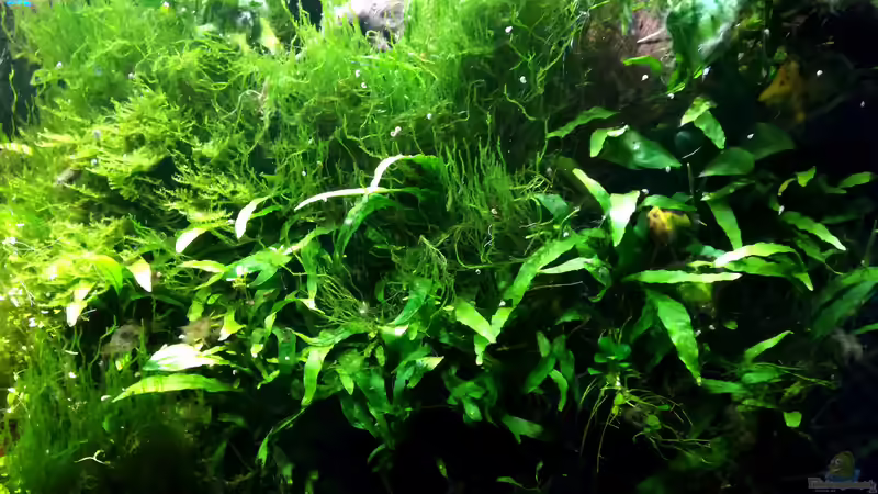 Java Farn, Java Moos, etc. wild verwachsen von Bermuda 3eck (12)