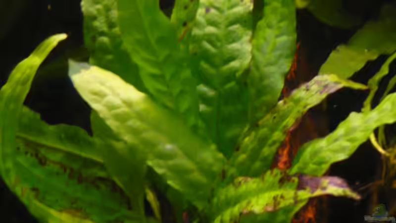 Java Farn auf der Wurzel von Wels (11)