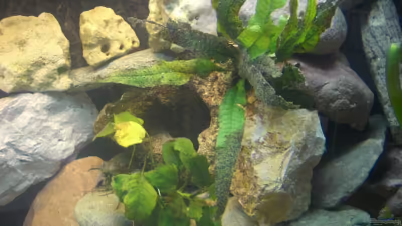 java farn und anubia von maggo 28 (11)