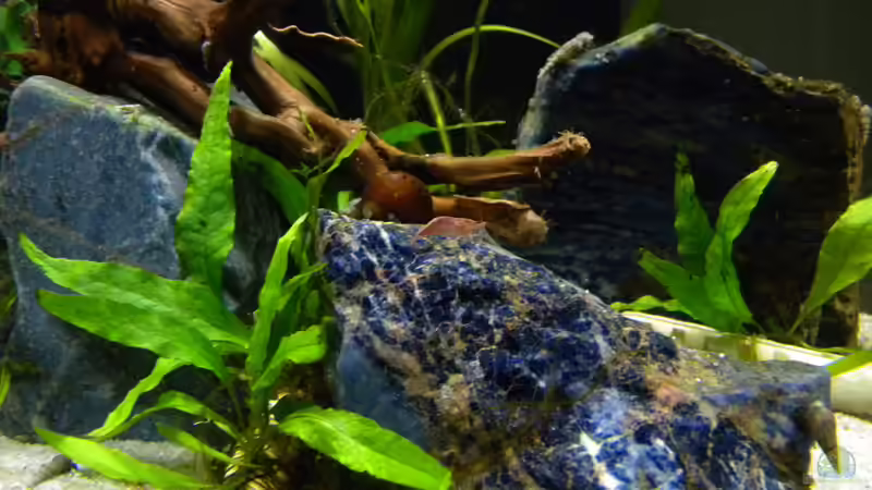 Java-Farn von flightsim (12)