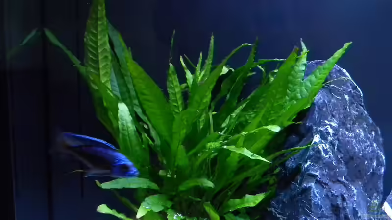 Java-Farn von flightsim (34)