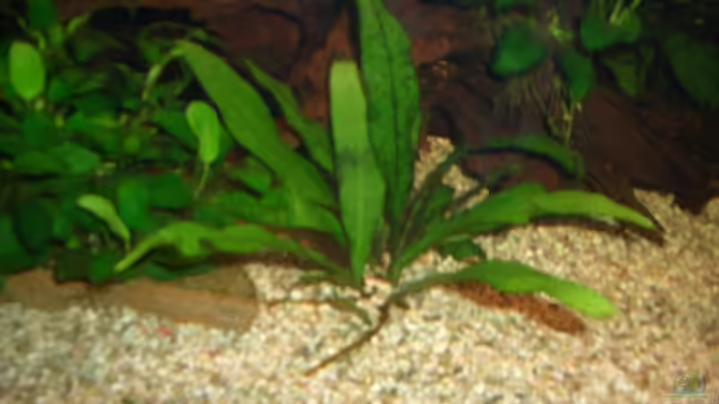 Java Farn von Hans Holten (5)