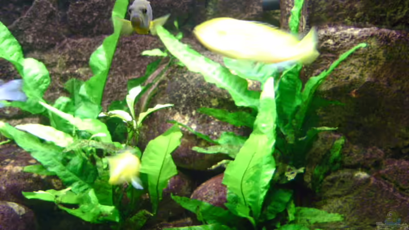 Java Farn von Markus Bovermann (7)