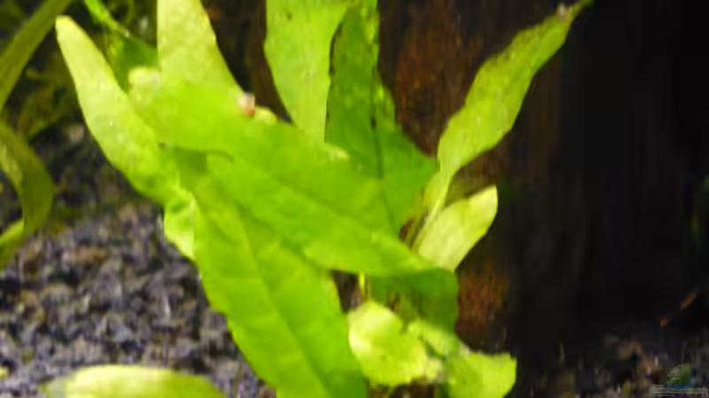 Java-farn von Wels (7)