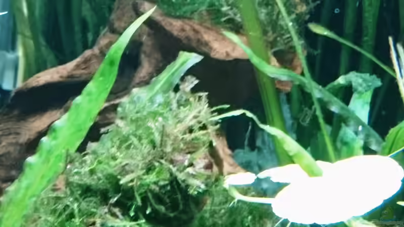 Java Moos auf Wurzel gebunden  von Helene (15)