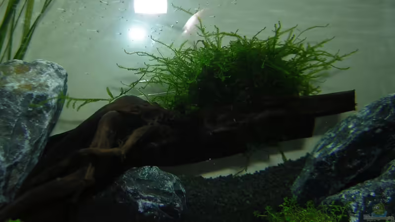 Java Moos auf Wurzel von Shinjo01x (2)