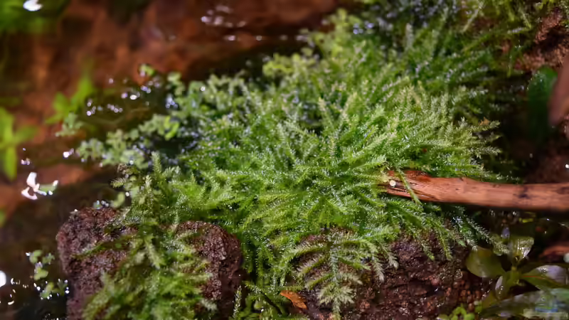 Java-Moos emers auf Lavastein wachsend von Junglist (52)