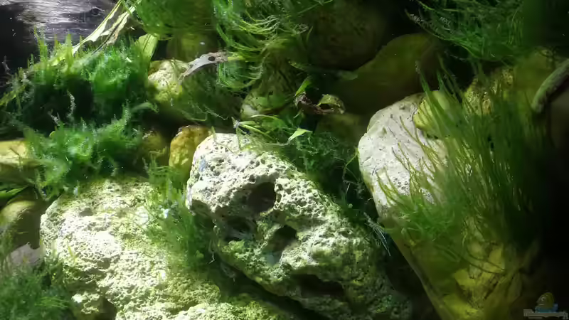 Java Moos ohne Ende  von Bermuda 3eck (17)