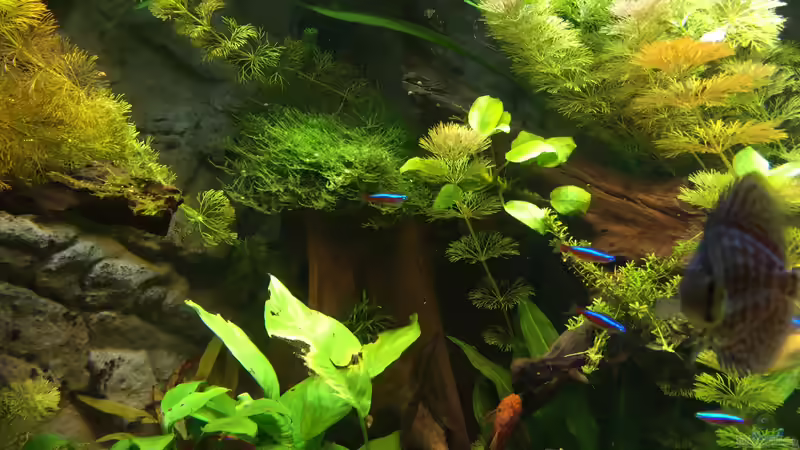 Java Moos von Diedelsen (8)