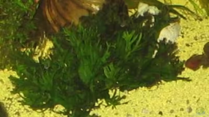 Java Moos von Gaspode (10)