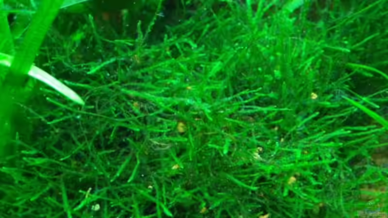 Java Moos von Wels-fan (28)