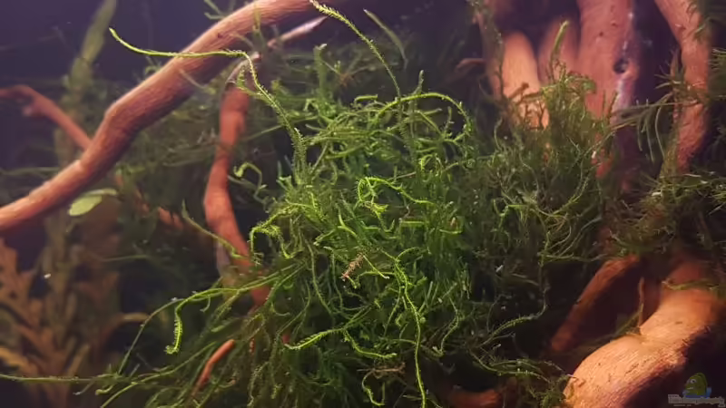 Java-Moos von YoshiMaus (15)