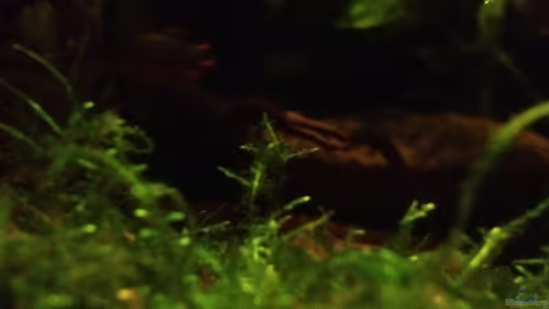 Java-Moos Zweig II von Pillemann77 (9)