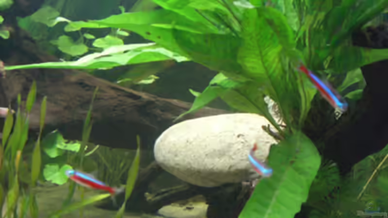 Java von Dr. Dr. Kliem (8)