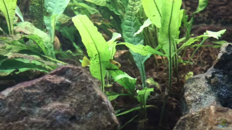 Javafarn - nicht Afrika, sondern Asien, trotzdem schön!!! von Philosoph (14)