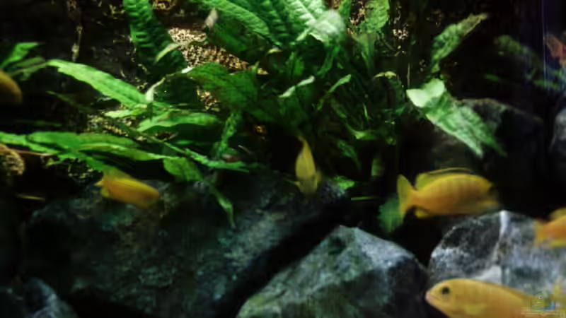 Javafarn - nicht Afrika, sondern Asien, trotzdem schön!!! von Philosoph (9)