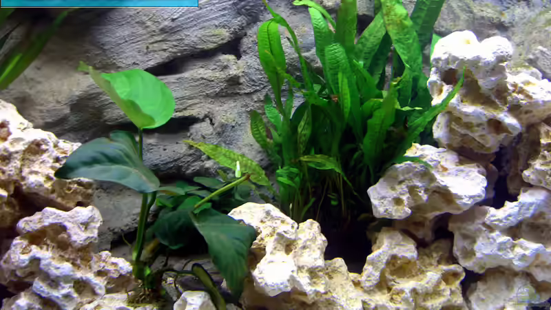 Javafarn, Anubias barteri und Anubias nana von Markus Hütte (9)