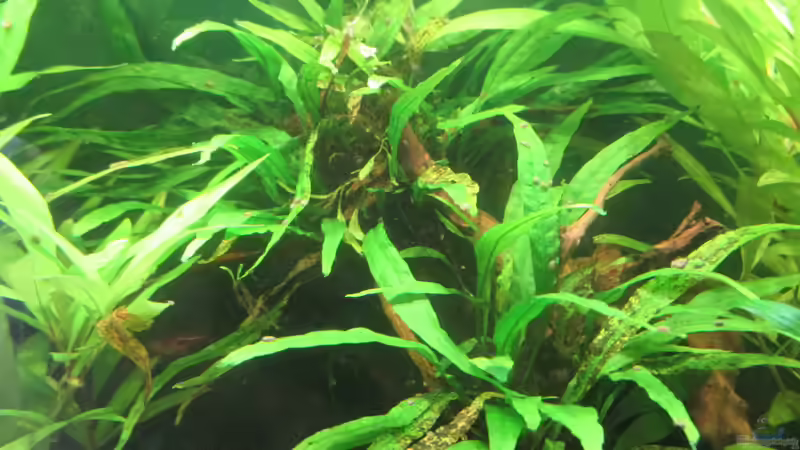 Javafarn, erholt sich langsam von okefenokee (56)