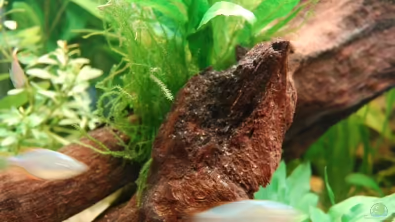 Javafarn, Javamoos auf Wurzel von Dirk Leidecker (7)