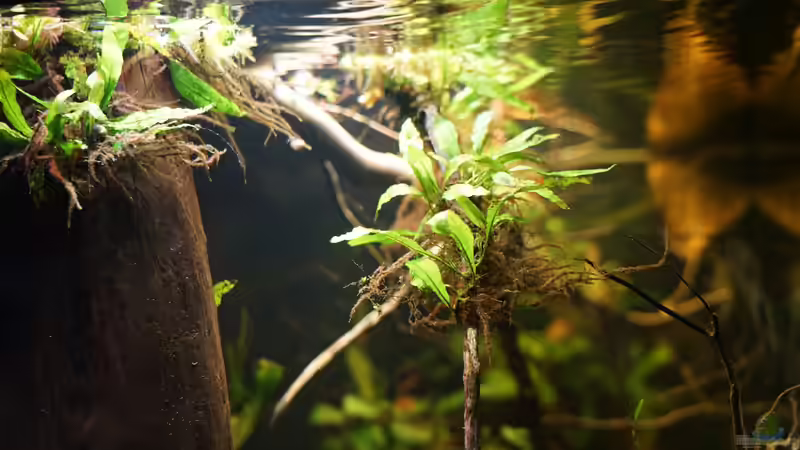 Javafarn, kleinblättrig von Jonas B. (17)