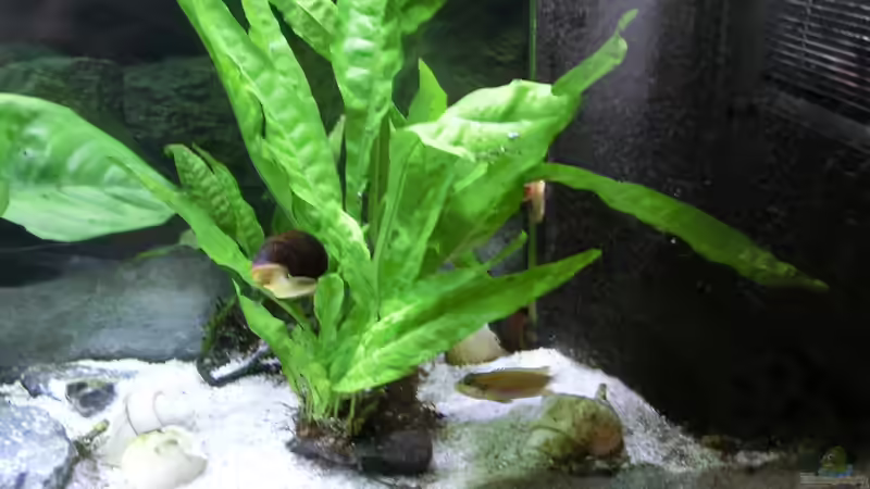 Javafarn, Microsorium pteropus von The BugZ (14)