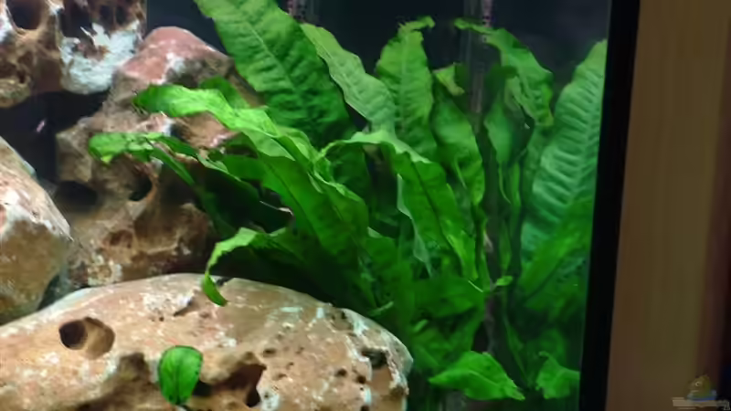 Javafarn ( rechts im Becken ) von Martin Priemetshofer (5)