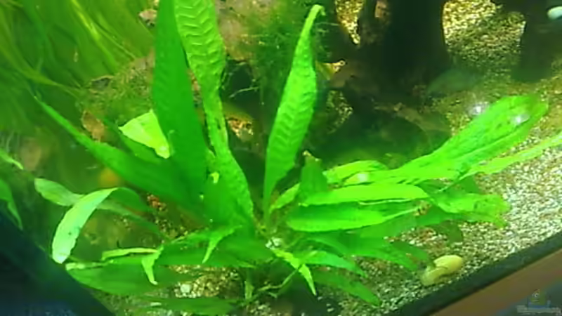 Javafarn. von Bulldog1112 (17)