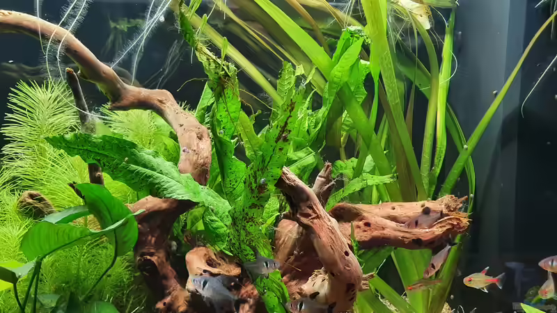 Javafarn  von Fischsuppe (7)