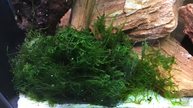 Javafarn  von Ottche (25)