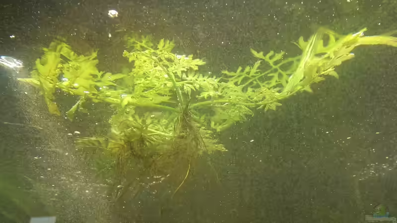 Javafarn  von Seemann (15)