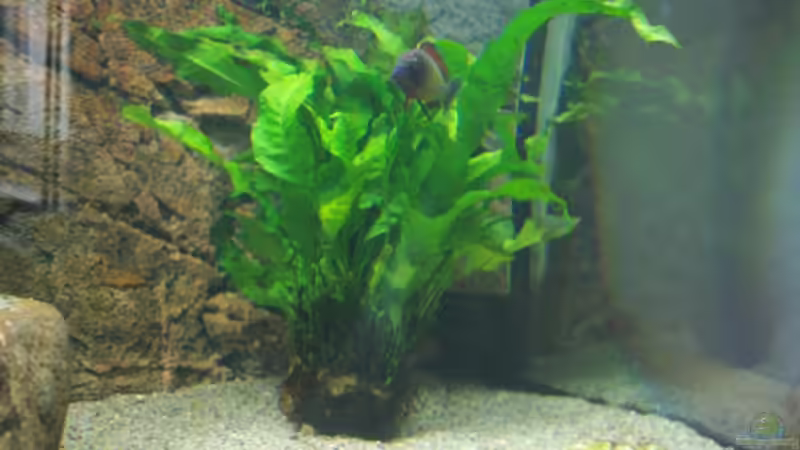 Javafarn am Stein von Jens Beier (3)