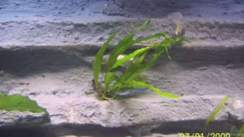 Javafarn an Rückwand von rolli174 (9)