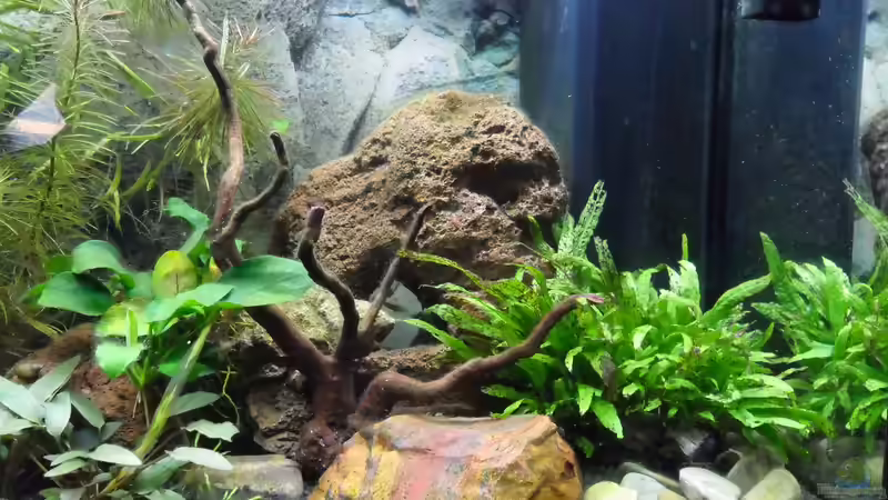 Javafarn auf Holz aufgesetzt von Uwe M. (22)