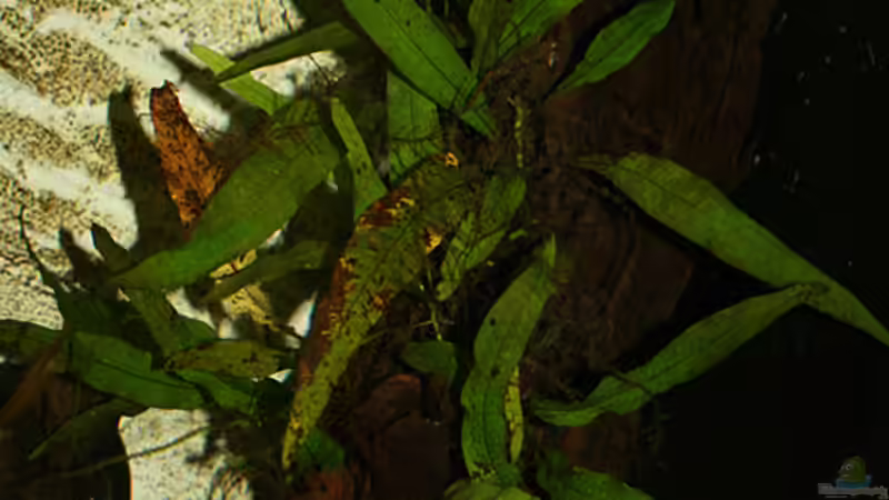 Javafarn auf Holz von Malte (3)