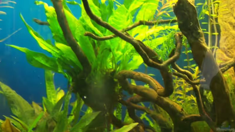 Javafarn auf roter Moorwurzel von Uwe Trauernicht (7)