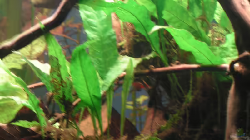 Javafarn auf Wurzel gebunden (seitdem es CO² gibt wachsen neue Blätter, vorher von Peggy (20)