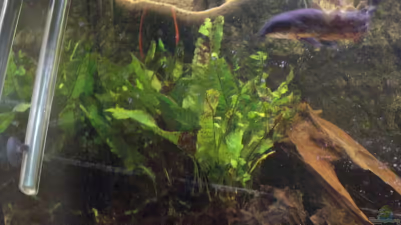 Javafarn auf Wurzel von Alexander Beutner (5)