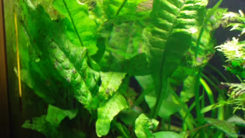 Javafarn auf Wurzel von Aquarienfreund44 (7)