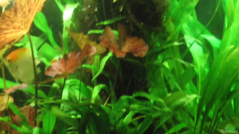 Javafarn auf Wurzel von Opodeldok (21)