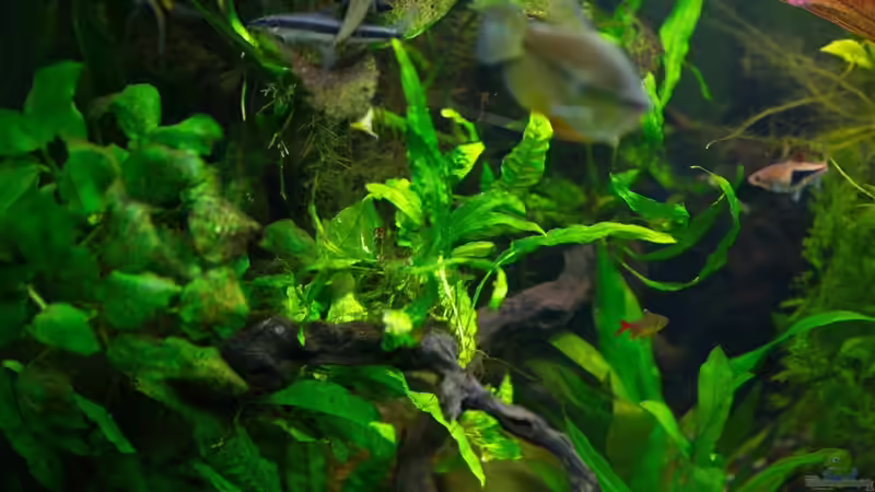 Javafarn auf Wurzel von Sarah (24)