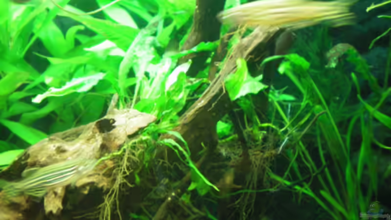 Javafarn auf Wurzel von Thomas Ahrens (15)