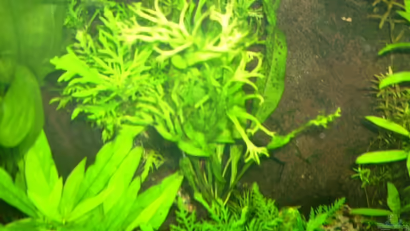 Javafarn aufgebunden auf Moorkienwurzel von Belvina (14)