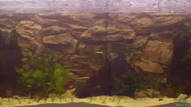 Javafarn aufgebunden und Sargitta gepflanzt von Irene Kotowski (4)